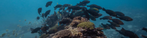 Shool of fish swimming left to right over a crop of coral