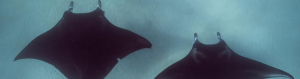 Two Manta rays, view from atop, swimming along bottom of white sandy bed of ocean.