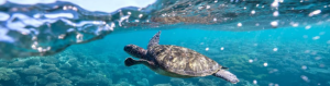 Turtle swimming underwater near surface of ocean