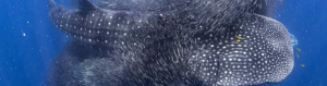 Whale shark swimming through bait ball