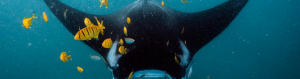 Manta Ray face on, surrounded by yellow fish