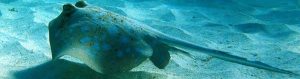 Spotted Sting Ray swimming near sandy ocean bed.